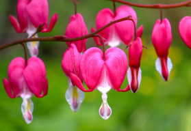 Sázíme a pěstujeme - Srdcovka