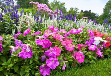 Okrasné rostliny na stinná místa - Trvalky (2)