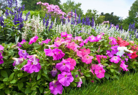 Okrasné rostliny na stinná místa - Trvalky (2)