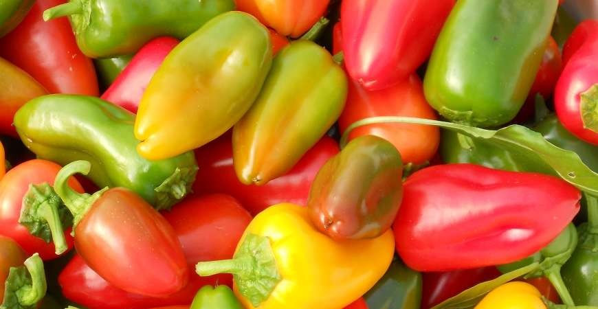Vše o paprikách (část 1.)