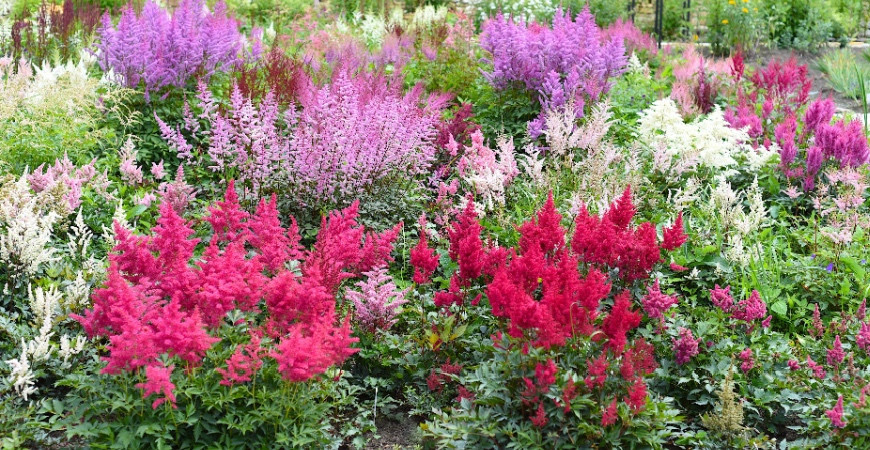 Sázíme a pěstujeme - Čechrava