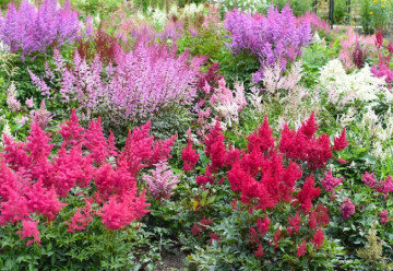 Sázíme a pěstujeme - Čechrava