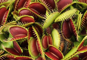 Masožravé rostliny