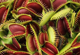 Masožravé rostliny