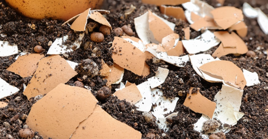 Hnojení bez chemie - domácí hnojiva (1)