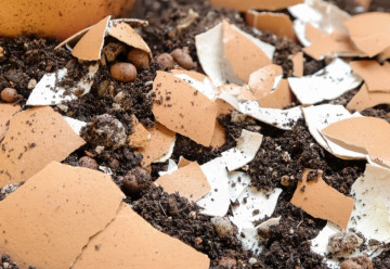 Hnojení bez chemie - domácí hnojiva (1)