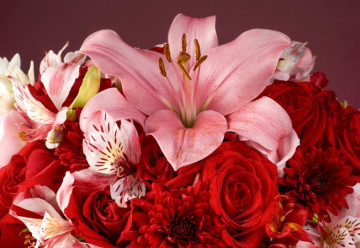 Nejkrásnější řezané květiny - Zahrada plná barev a vůní (1)