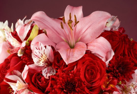 Nejkrásnější řezané květiny - Zahrada plná barev a vůní (1)