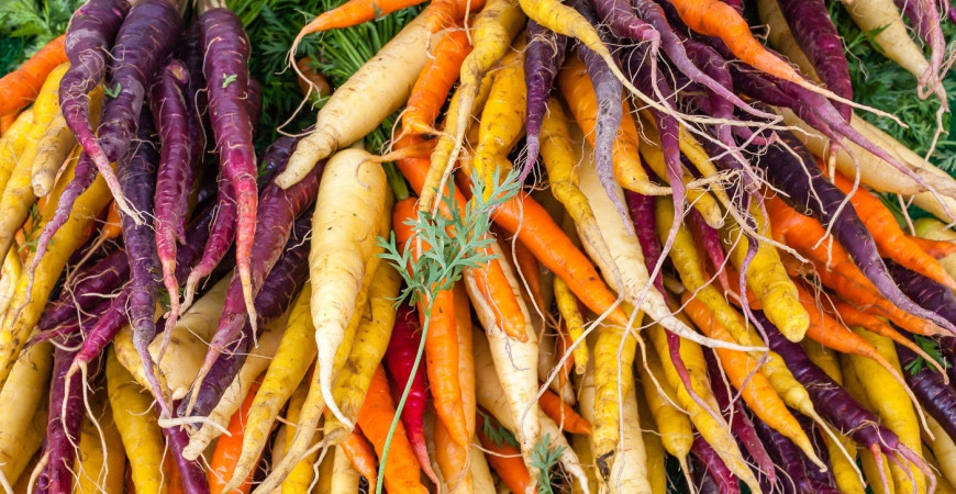 Mezinárodní den mrkve - Vypěstujte si mrkev s námi