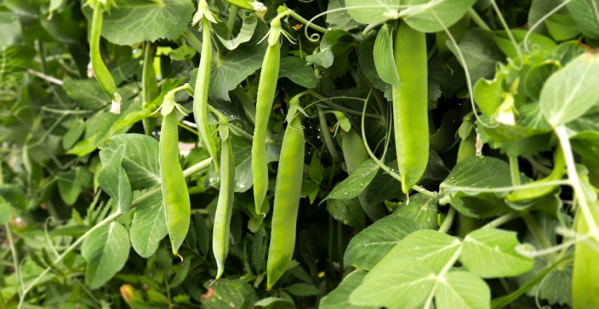 Sázíme a pěstujeme - Hrách