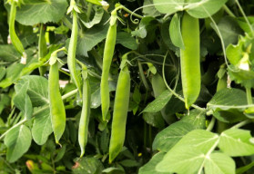 Sázíme a pěstujeme - Hrách