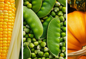 Pěstování "tří sester" - kukuřice, dýně a hrášek