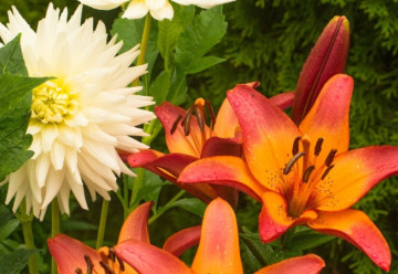 Pěstování okrasných rostlin v pozdním jaru