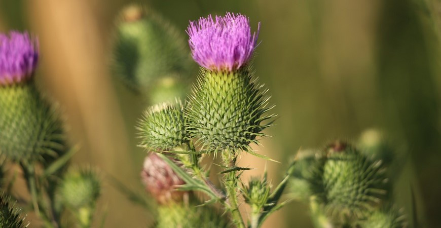 I bodlák může být užitečný  