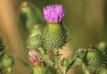 I bodlák může být užitečný  