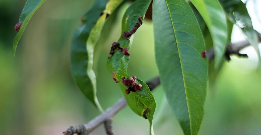 Jak chránit broskvoně před kadeřavostí?