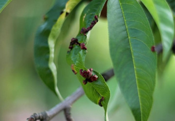 Jak chránit broskvoně před kadeřavostí?