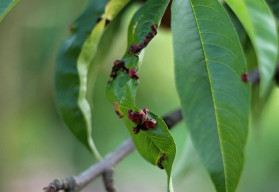 Jak chránit broskvoně před kadeřavostí?