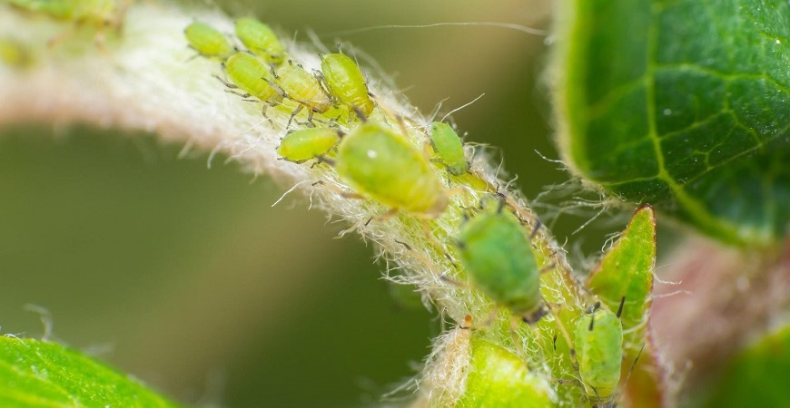 Mšice, píďalky a pilatky škodí nejen na ovocných stromech 