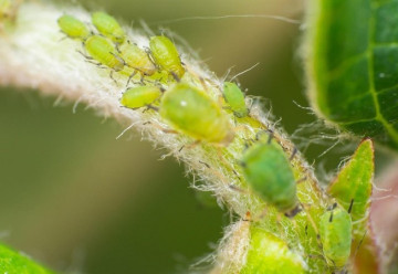 Mšice, píďalky a pilatky škodí nejen na ovocných stromech 