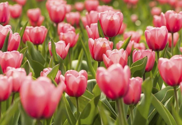 Aby na jaře zahrada kvetla, začněte již teď s výsadbou cibulovin