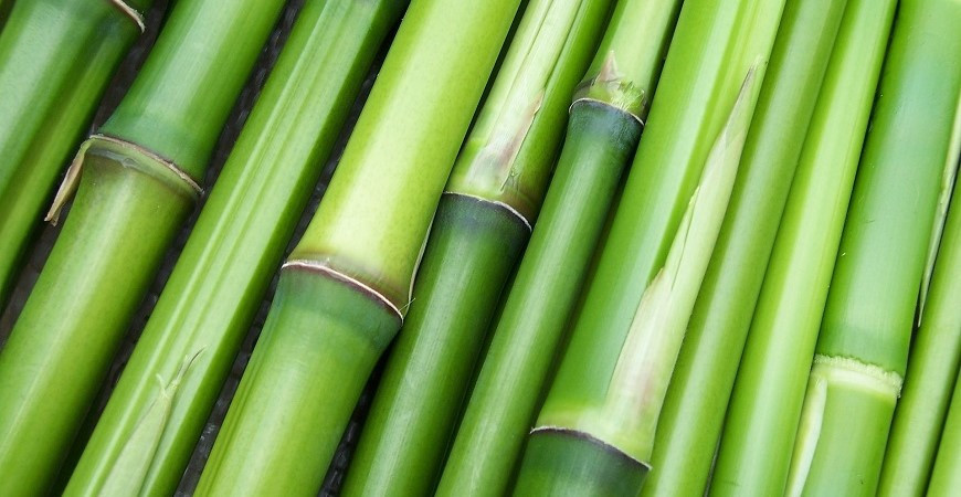 Obří solitér i jako živý plot - pěstujte bambusy 