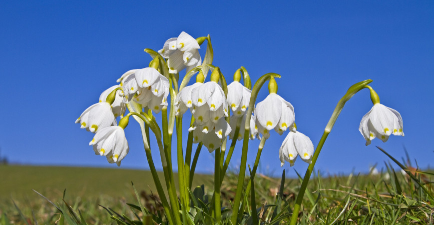 Méně nápadné cibuloviny kvetoucí brzy z jara