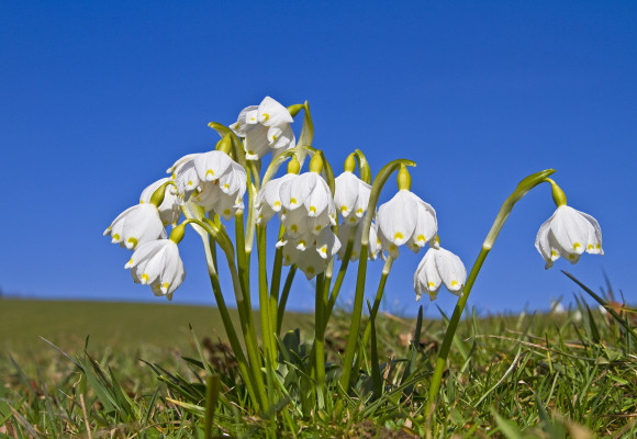 Méně nápadné cibuloviny kvetoucí brzy z jara