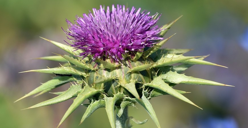 Ostropestřec mariánský - jeho léčivé účinky a pěstování