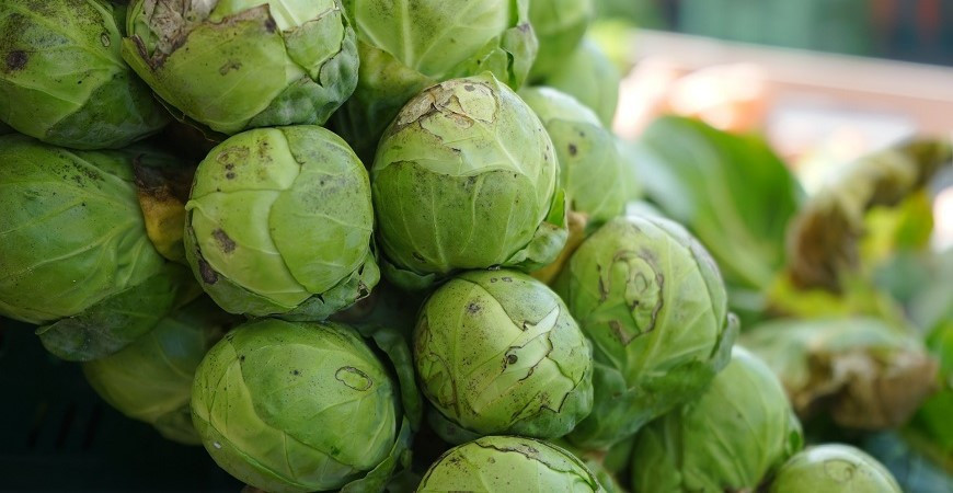 Růžičková kapusta, aneb pěstování vitaminů v zimě 