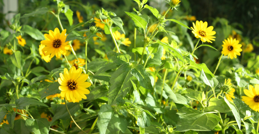 Slunečnice, obři nebo trpaslíčí, vhodný druh si vybere každý