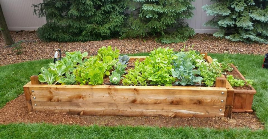 Nenechte záhony ležet ladem, zkuste zelené hnojení 