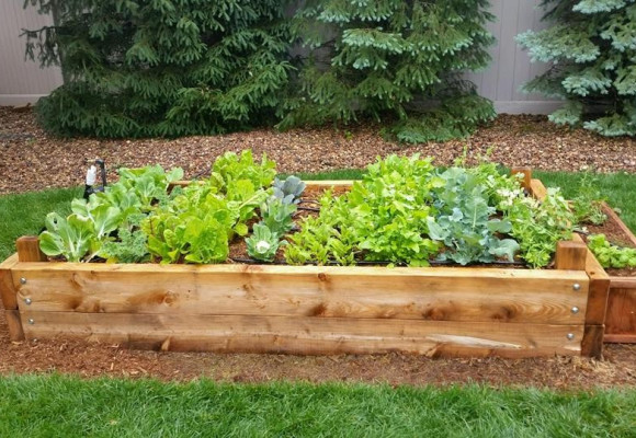 Nenechte záhony ležet ladem, zkuste zelené hnojení 