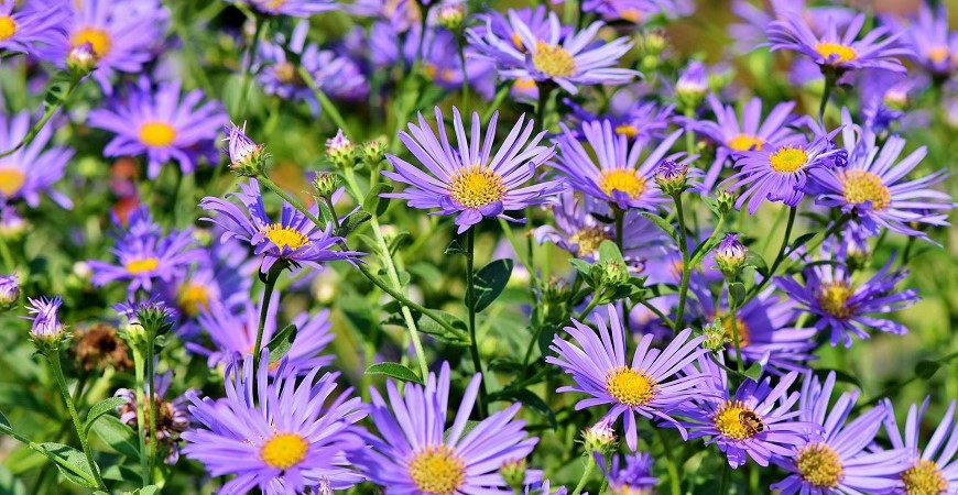 Oblíbené květy podzimu – astry, hvězdnice a rozchodníky