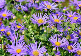 Oblíbené květy podzimu – astry, hvězdnice a rozchodníky