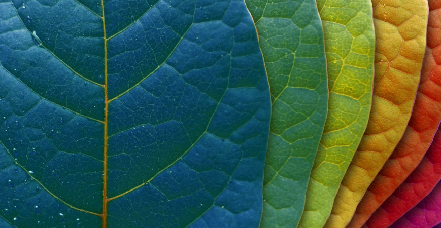 Barviva z lesů, luk a zahrad