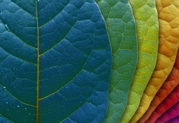 Barviva z lesů, luk a zahrad