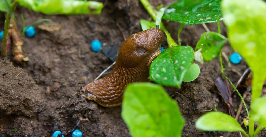 Jak bojovat se slimáky