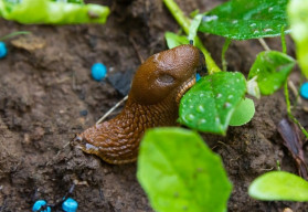 Jak bojovat se slimáky