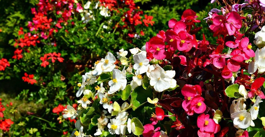 Pěstujeme jarní cibuloviny