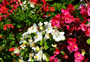 Pěstujeme jarní cibuloviny