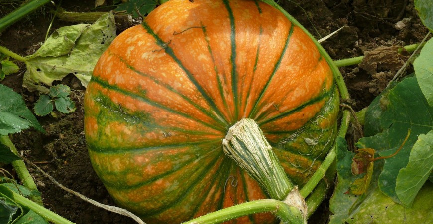 Jaké odrůdy dýní existují?