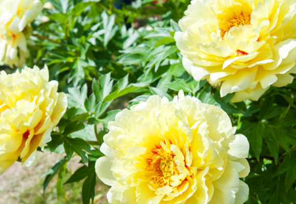 Pivoňky můžete vysazovat i na podzim - kvést budou v květnu a červnu