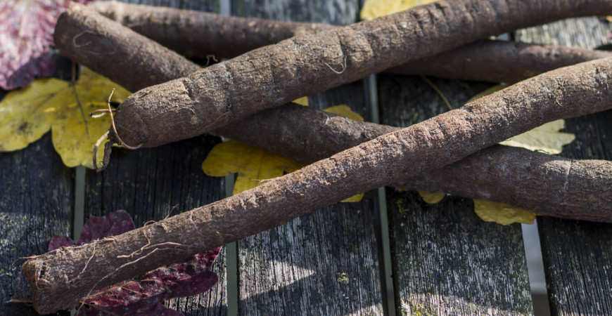Podobá se křenu, chutná jako pastinák, připravuje se jako chřest, navíc se dá pěstovat jako ozimá zelenina - černý kořen 