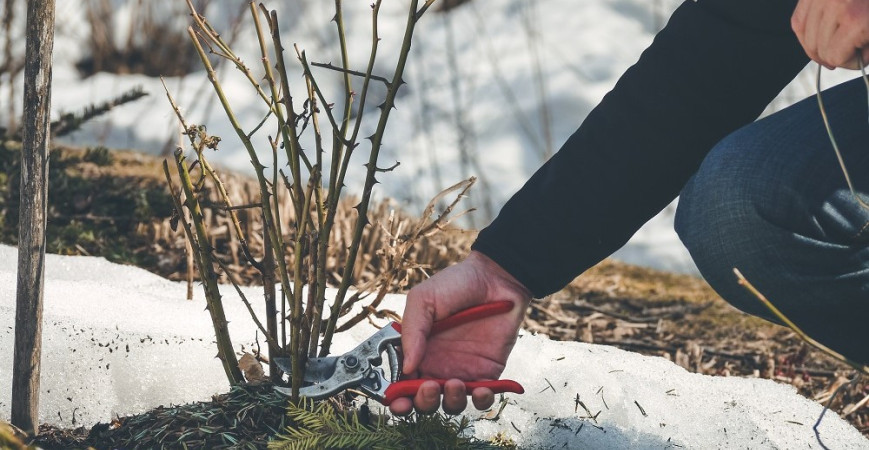 Zima se blíží, víte jak správně zimovat rostliny?