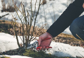 Zima se blíží, víte jak správně zimovat rostliny?