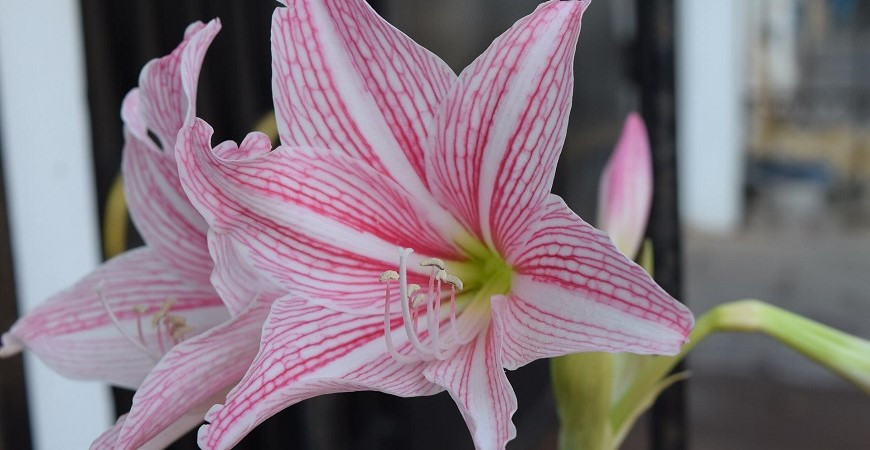 Nezaměňujte hvězdník a amarylis, není to totéž - 1. část