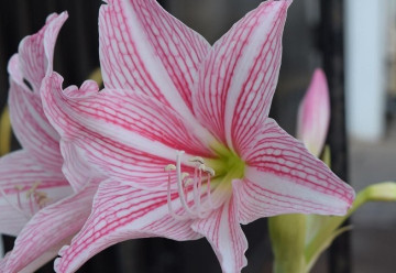 Nezaměňujte hvězdník a amarylis, není to totéž - 1. část