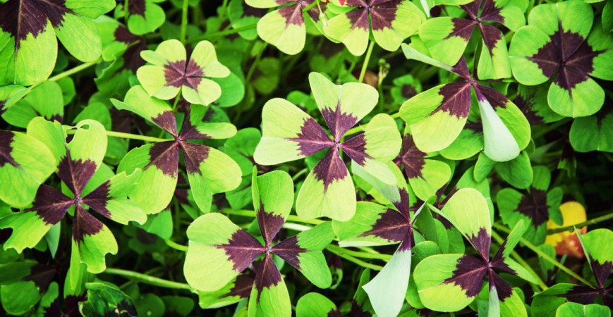 Vypěstujte si svůj čtyřlístek pro štěstí 