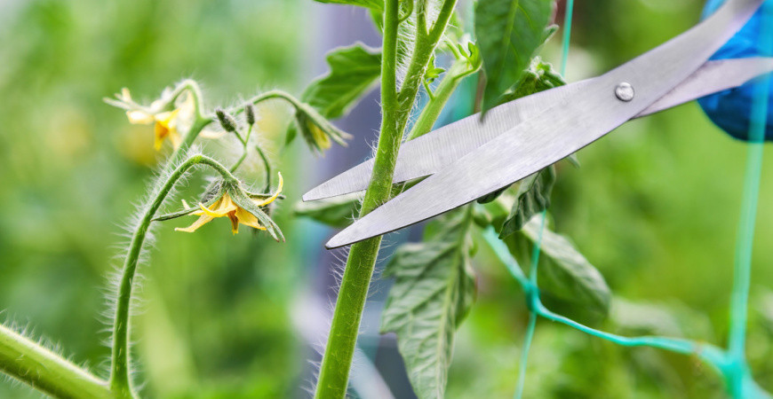 Zaštipování rajčat